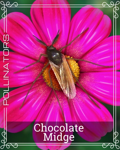 Pogo Chocolate Midge Pollinators Badge