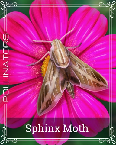 Pogo Sphinx Moth Pollinators Badge