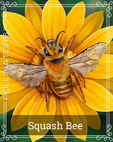 Pogo Squash Bee Pollinators Badge