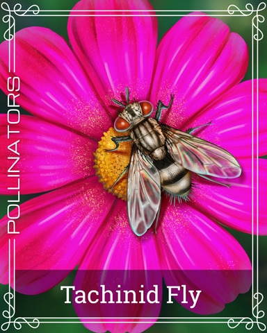 Pogo Tachinid Fly Pollinators Badge