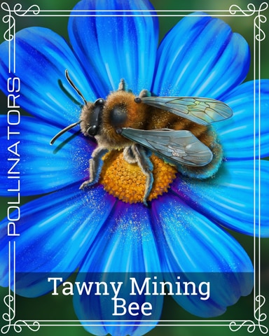 Pogo Tawny Mining Bee Pollinators Badge