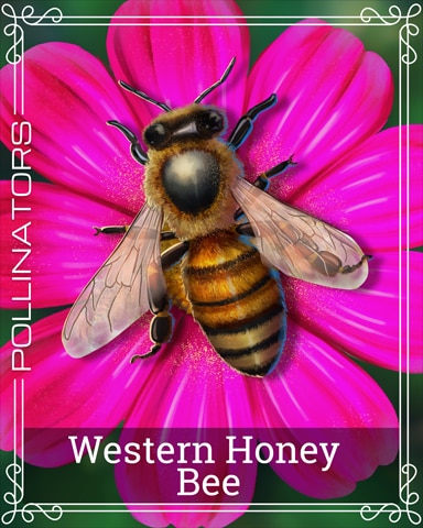 Pogo Western Honey Bee Pollinators Badge
