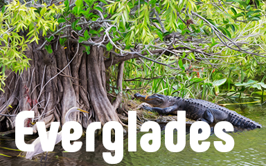 Vanishing Trail Everglades Badge
