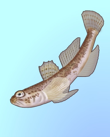 Quinn's Aquarium Good Goby Badge