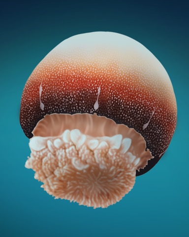 Quinn's Aquarium Cannonball! Badge