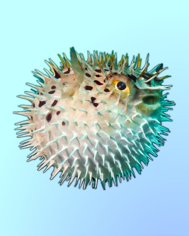 Quinn's Aquarium Puff Piece Badge