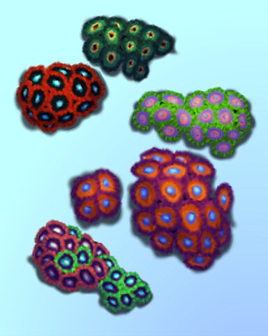 Quinn's Aquarium Zoanthus Among Us Badge