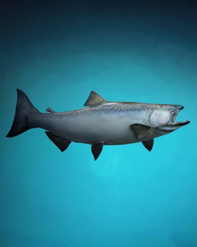 Quinn's Aquarium Super Salmon Badge