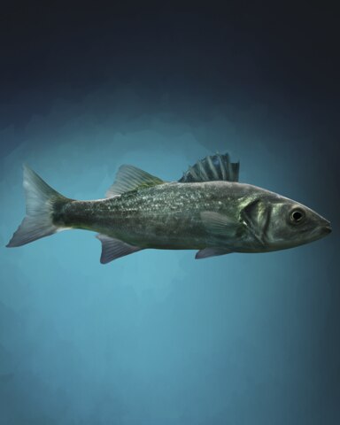 Quinn's Aquarium Superb Seabass Badge