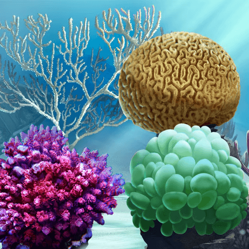 Corals Badge Collection