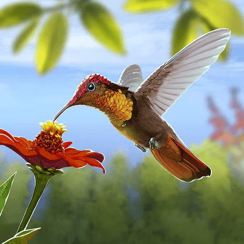 Hummingbirds Badge Collection