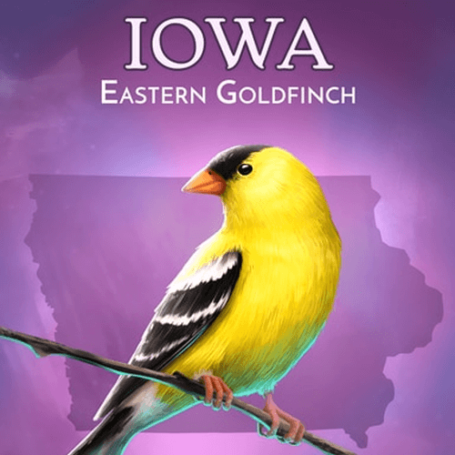 Wild America Badge Collection