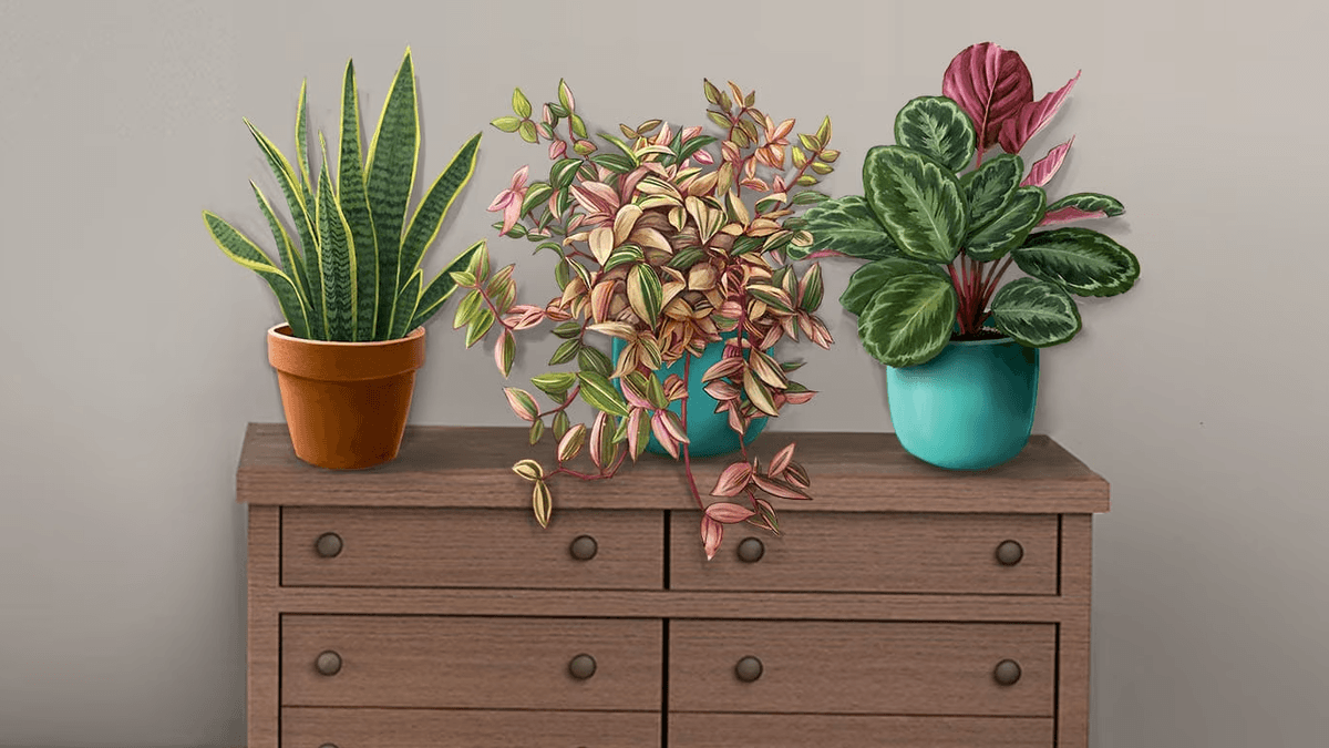 Houseplants Badge Collection Pack 5