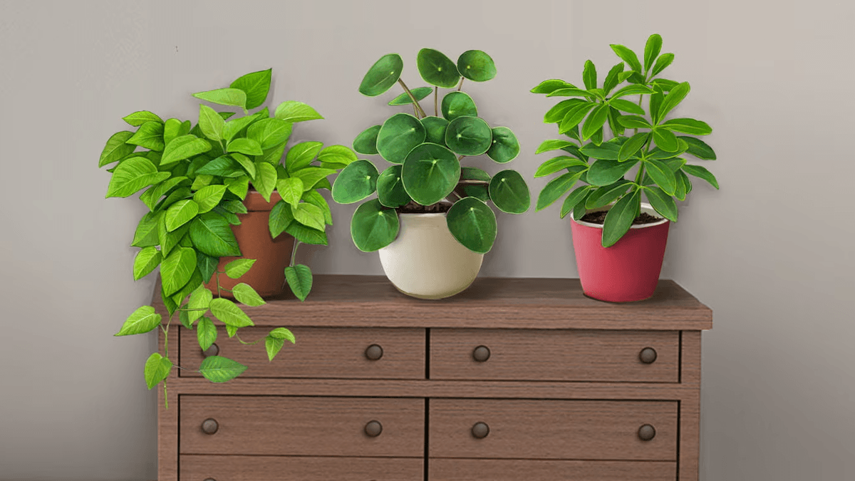Houseplants Badge Collection Pack 4