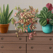 Houseplants Badge Collection: Pack 5