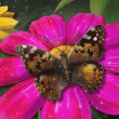 Pollinators Badge Collection: Pack 4